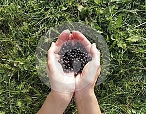 Handful of blueberries