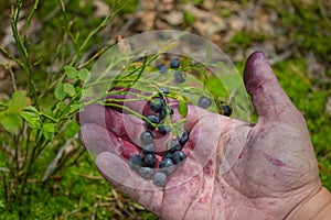 handful of blueberries in the palm, smeared with blueberry juice