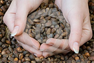 Handful of cedar nuts