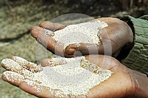 Handful with cereal grains of the grain type teff