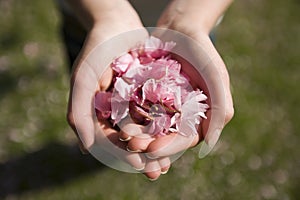 Handful cherry blossom