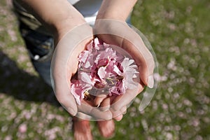 Handful cherry blossom