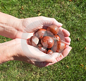 Handful of Conkers