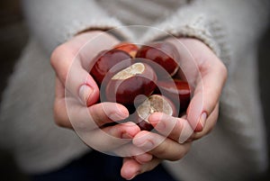 Handful of conkers