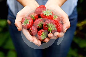 Handful of delicious red strawberries