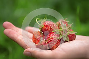 A handful of delicious ripe strawberries