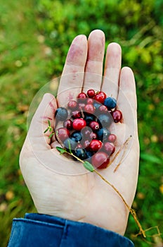 Handful of different berries from Finland