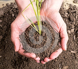 Handful of Dirt