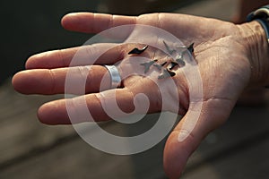 A handful of fossilized shark teeth