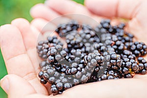 Handful of fresh blackberries in the girl`s hands