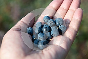 A handful of fresh blueberries. Healthy and tasty blueberry in a woman& x27;s hand