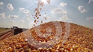 A Handful of Freshly Harvested Corn Grains