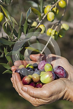 Handful of freshly-harvested olives