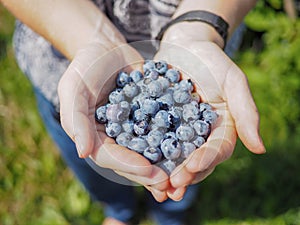 Handful of freshly picked blueberries in the palm of a pair of hands