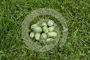 Handful of freshly picked cucamelons