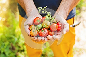 Handful of freshly picked tomatoes of bright colors