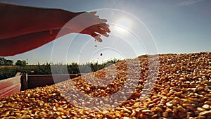 A Handful of Golden Maize Grains