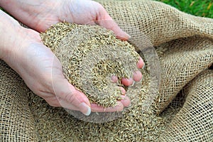 A handful of grass seed