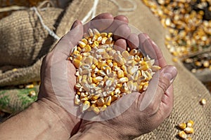 Handful of  Harvested Grain Corn