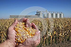 Handful of Harvested Grain Corn Heart-Shaped Pile Against Grain Storage Bins in Cornfield