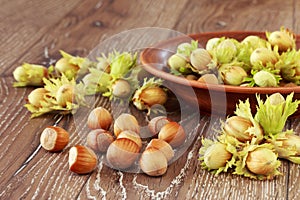 The handful of hazelnuts
