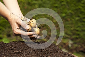 A handful of homegrown potatoes