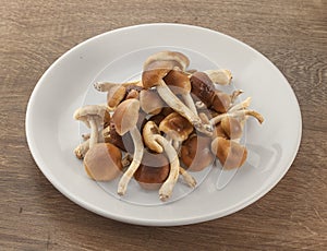 Handful of honey agaric