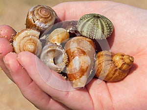 A handful of a mixture of sea shells