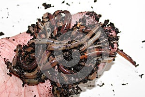 Night Crawler Worms in Open Hand photo