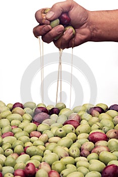 A handful of olives with oil pouring