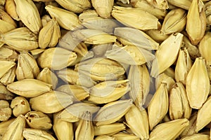 A handful of parched corn, barley malt