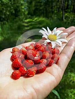 Handful of perfect and ripe wild strawberries Fragaria vesca