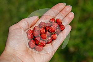 Handful of perfect and ripe wild strawberries Fragaria vesca in the forest on palm of woman& x27;s hand. Taste of summer