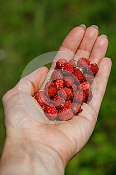 Handful of perfect and ripe wild strawberries Fragaria vesca in the forest on palm of woman& x27;s hand. Taste of summer