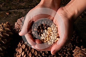 Handful of pine nuts kernels and cedar pine cones