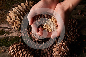 Handful of pine nuts kernels and cedar pine cones