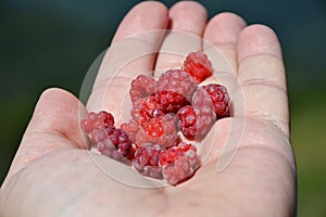 Handful of raspberries close up