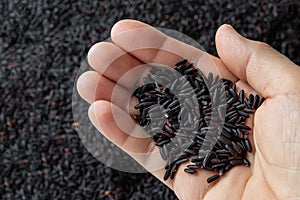 Handful of raw black rice grains in a caucasian person hand against black rice seeds background. Unprocessed organic black rice as