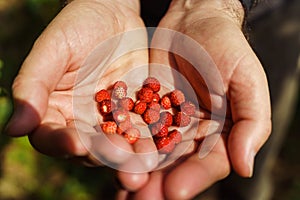 A handful of red fresh freshly picked wild strawberries in men& x27;s hands. Fragaria vesca, commonly called the wild