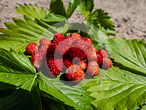 Handful of red, ripe wild strawberries Fragaria vesca on green foliage of strawberry plant outdoors in bright sunlight