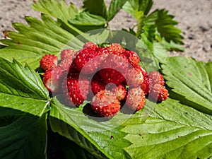 Handful of red, ripe wild strawberries Fragaria vesca on green foliage of strawberry plant outdoors in bright sunlight