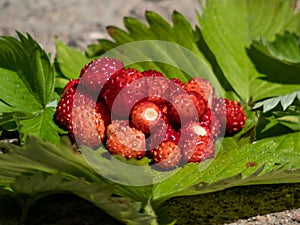 Handful of red, ripe wild strawberries Fragaria vesca on green foliage of strawberry plant outdoors in bright sunlight