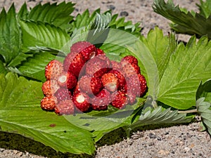 Handful of red, ripe wild strawberries Fragaria vesca on green foliage of strawberry plant outdoors in bright sunlight