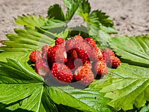 Handful of red, ripe wild strawberries Fragaria vesca on green foliage of strawberry plant outdoors in bright sunlight