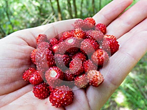 Handful of red, ripe wild strawberries Fragaria vesca with nature background
