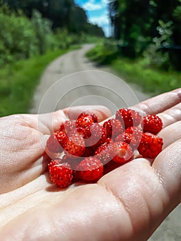 Handful of red, ripe wild strawberries Fragaria vesca on palm of a hand with visible forest road in the background