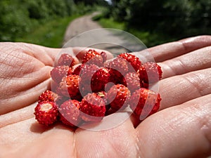 Handful of red, ripe wild strawberries Fragaria vesca on palm of a hand with visible forest road in the background