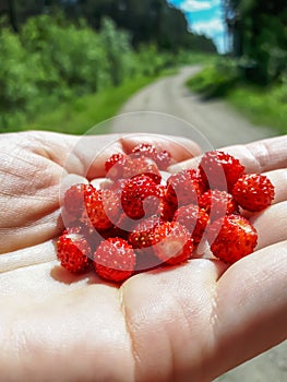 Handful of red, ripe wild strawberries Fragaria vesca on palm of a hand with visible forest road in the background