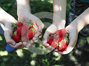 handful of ripe berries. Family with cherries in their hands over green grass