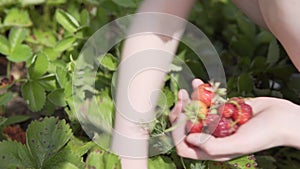 A handful of ripe berries in the hand of the harvester, the girl plucks the fruit of strawberries.